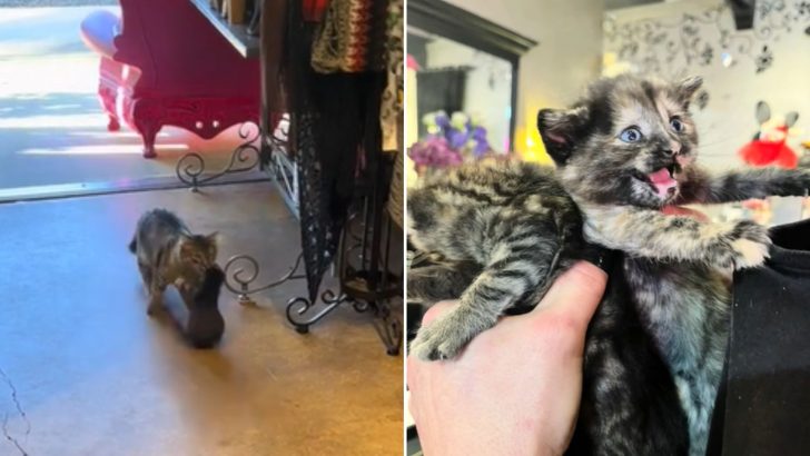 Boutique Owner Feeds A Stray Cat And Gets A Heartwarming Surprise In Return