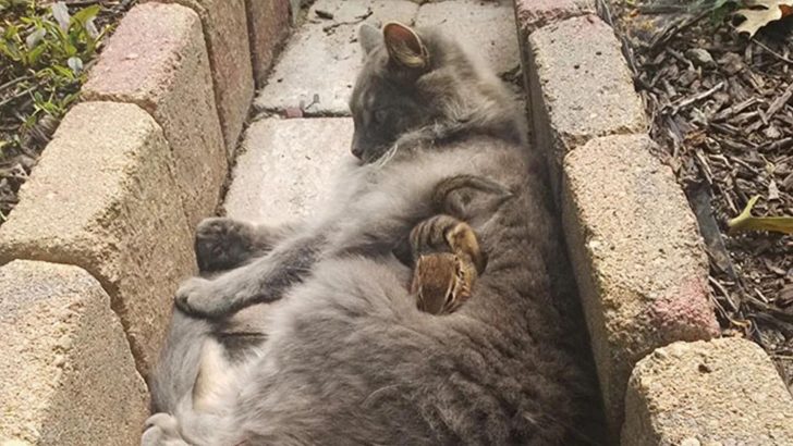 Friendly Cat And A Scared Chipmunk Form A Special Bond Cuddling All Day Long