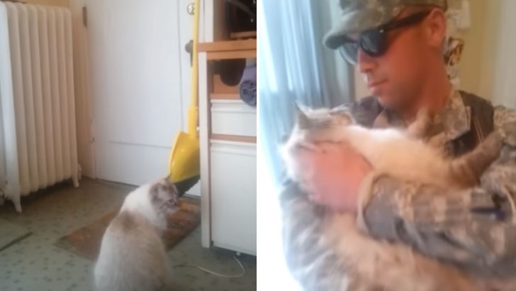 Cat Eagerly Awaits His Soldier Daddy’s Return And Their Joyful Reunion Will Melt Your Heart