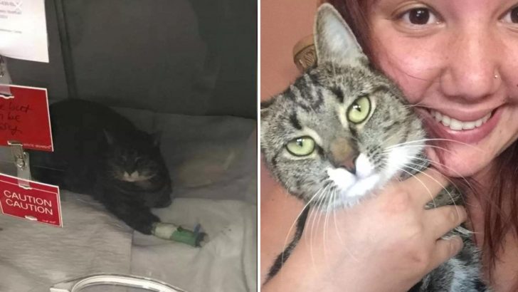 Cat Heroically Saves Many Lives From A Devastating Fire In New York