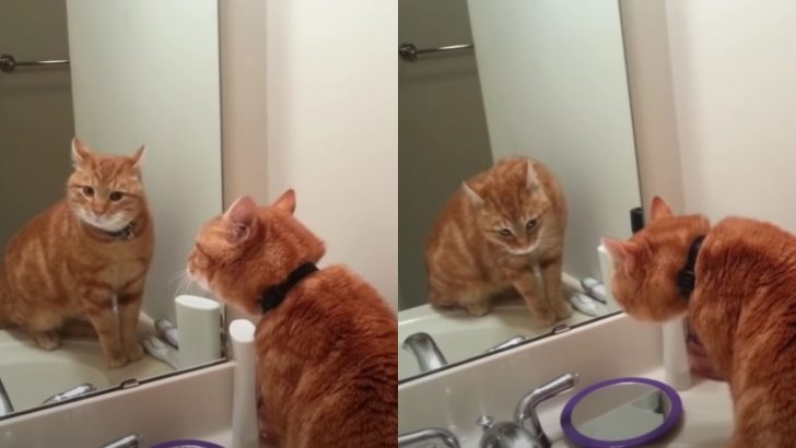 Owners Shocked To Find Their Ginger Cat Having A Mirror Monologue