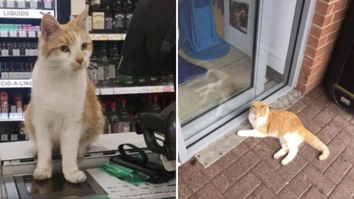 Cat That Made Headlines For Being Banned From Favorite Tesco Store Makes A Sneaky Comeback