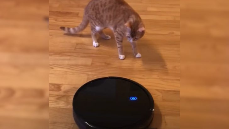 Cat Tries To Defend Her Home From A Robot Vacuum But Loses The Fight In A Hilarious Way