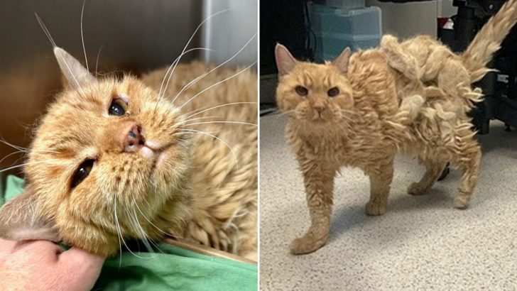 Elderly Man Forced To Leave His Senior Cat In A Manhattan Shelter For A Heartbreaking Reason