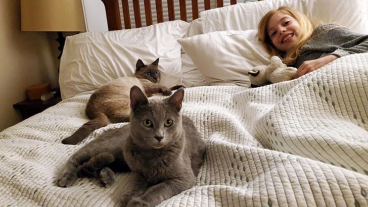 Girl’s Dream Comes True When Her Family Adopts Cats That Look Like Her Favorite Stuffed Animals