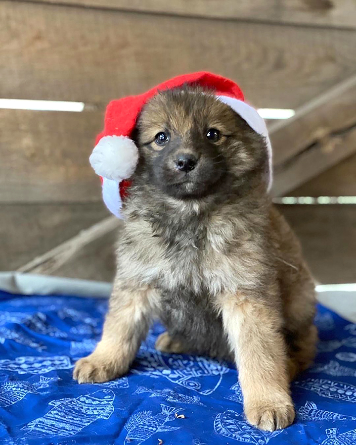 Seʋen puppies rescued after spending days Ƅy the Ƅody of мother dog who froze to death 