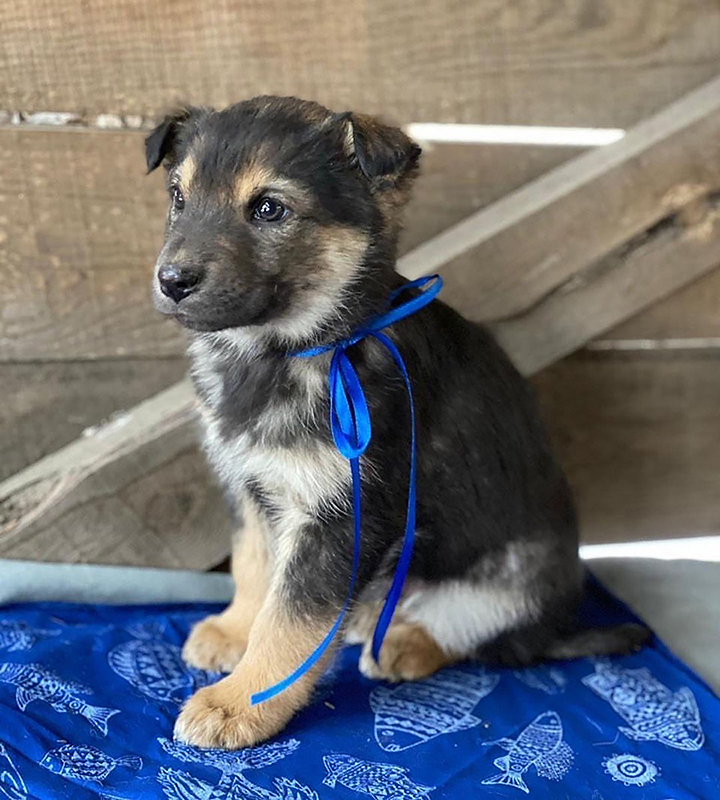 Seʋen puppies rescued after spending days Ƅy the Ƅody of мother dog who froze to death 