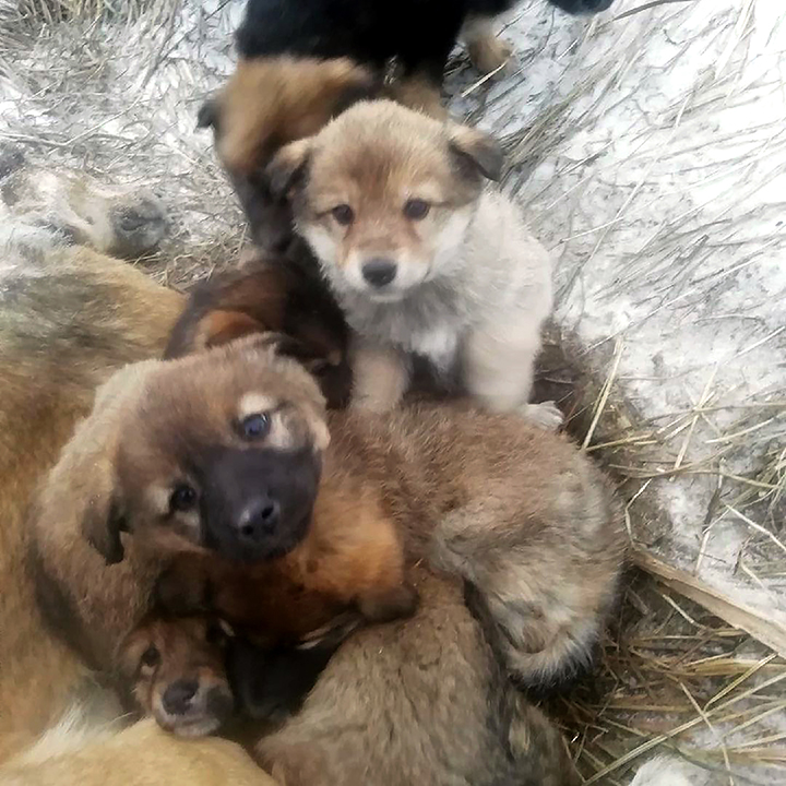 Seʋen puppies rescued after spending days Ƅy the Ƅody of мother dog who froze to death 