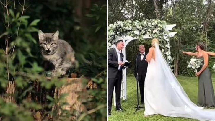 Adorable Tabby Kitten Steals The Show At Wedding And Becomes The Favorite Guest