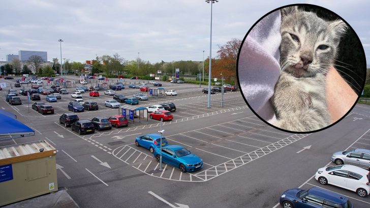 Kitten Dramatically Jumps From Car But Thankfully In The Right Place At The Right Time