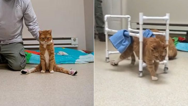 Cat Paralyzed By Horrific Car Crash Now Miraculously Takes His First Steps