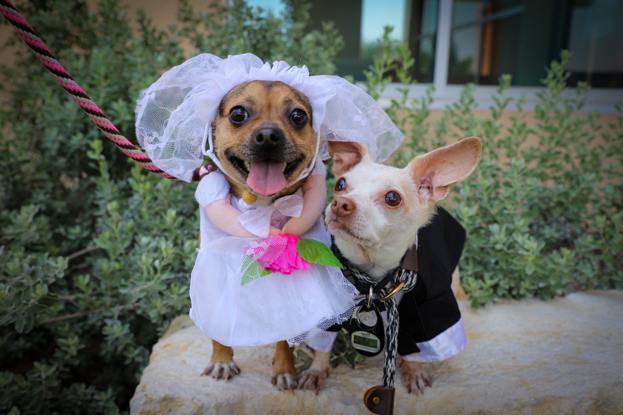 Cashew and Peanut dog wedding