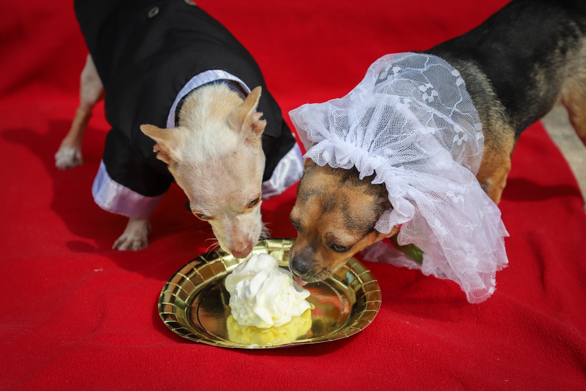 Cashew and Peanut dog wedding