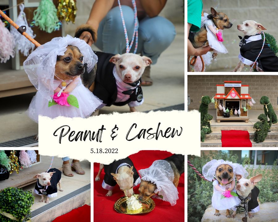 Cashew and Peanut dog wedding