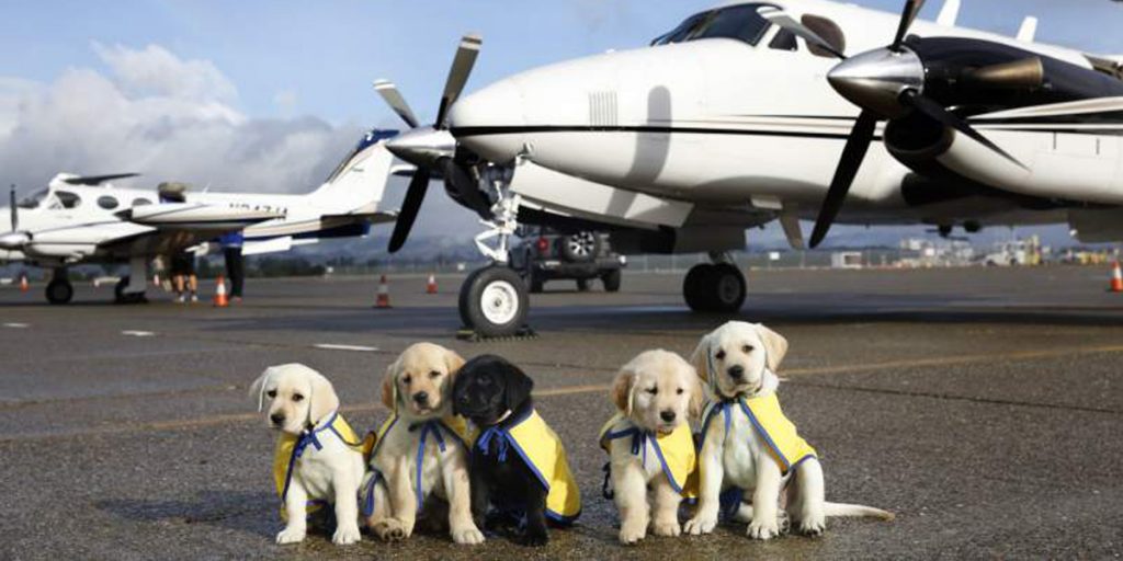 7 Future Assistance Dogs Get Private Flight to Phoenix with Volunteer Pilot - Blue Star Gas Propane