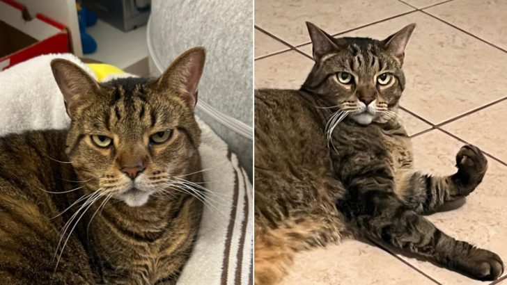 Shelter Cat Had A Brilliant Plan To Get Noticed And It Worked Like A Charm