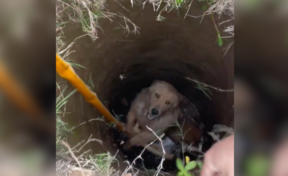 Trapped and Terrified The Heart-Stopping Rescue of a Dog from a Deep Hole