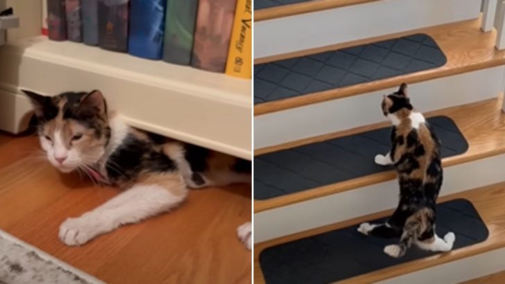 Calico Cat Goes From Terrified To Thriving Once She Finds Out What True Love Is