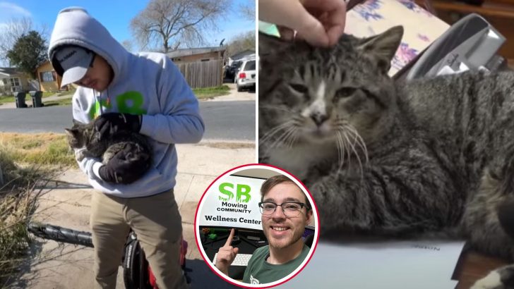 Texas Lawnmower Rescues An Injured Cat Sparking A Chain Of Events That Saves Countless Lives