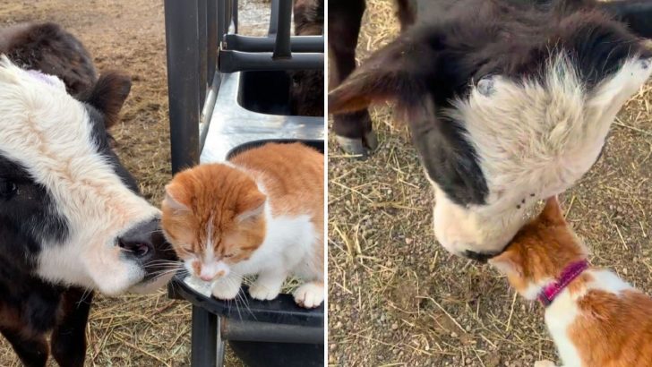 Friendly Farm Cat Has Found A New Best Buddy And You’ll Never Guess Who It Is