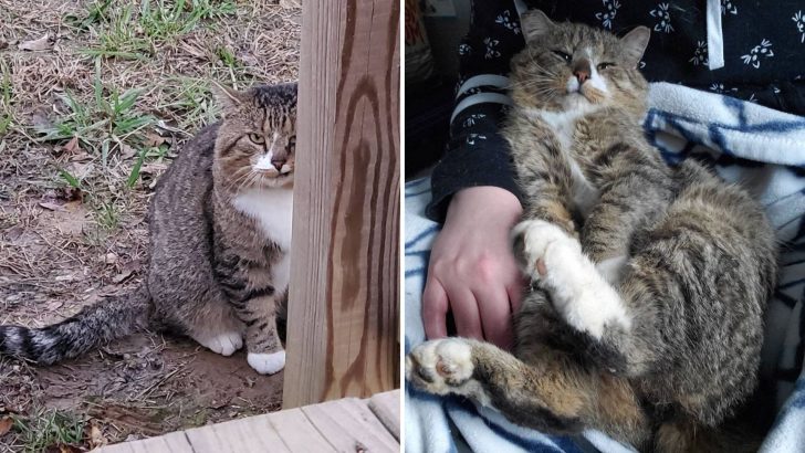 Scared Feral Cat Comes To A Porch And Finds The Kindest Person There