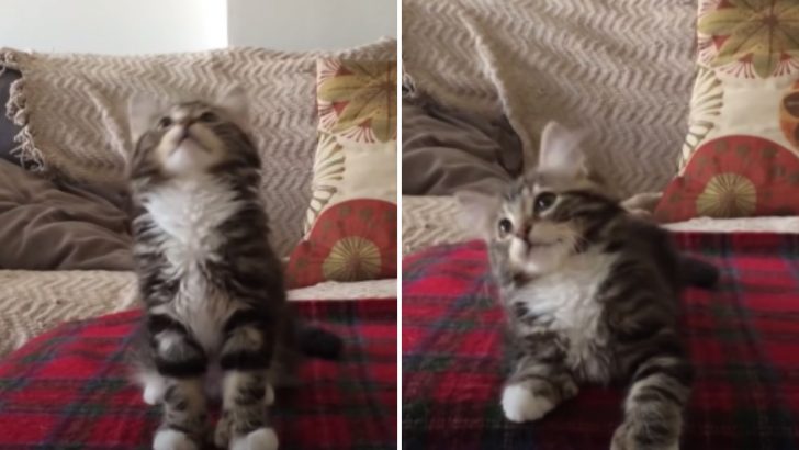 This Kitten Has Hilarious Reaction Every Time Her Favorite Song Plays