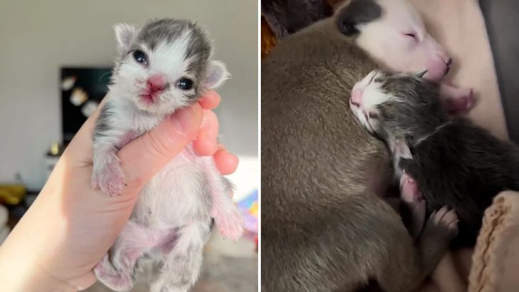 Tiny Puppy And An Even Tinier Kitten Comfort Each Other After Their Mothers Reject Them