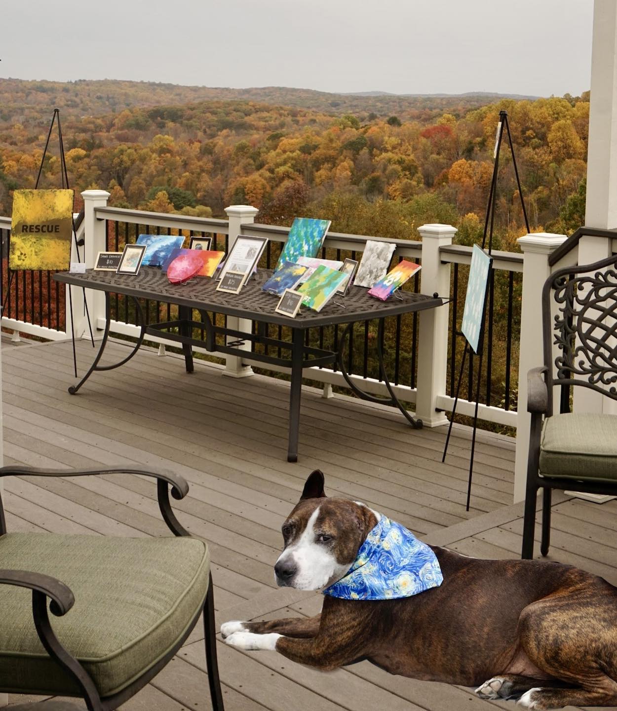 Van Gogh the dog sitting on deck with his paintings in the background.