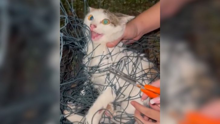 Woman Hears An Unusual Sound Coming From A Tennis Court And Makes A Shocking Discovery