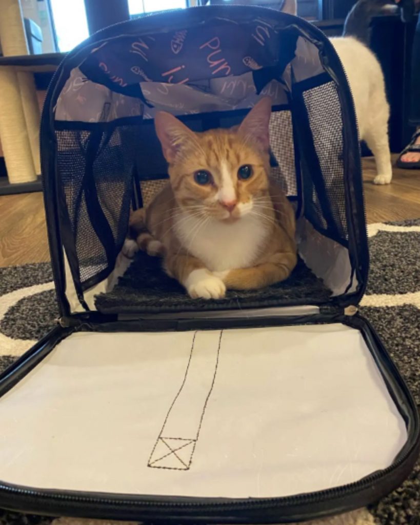 a cute cat peeks out of the carrier