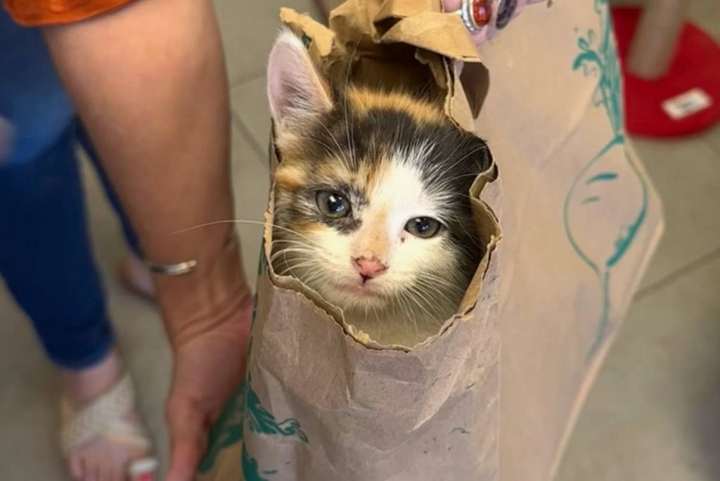 a kitten in a paper bag is looking at the camera