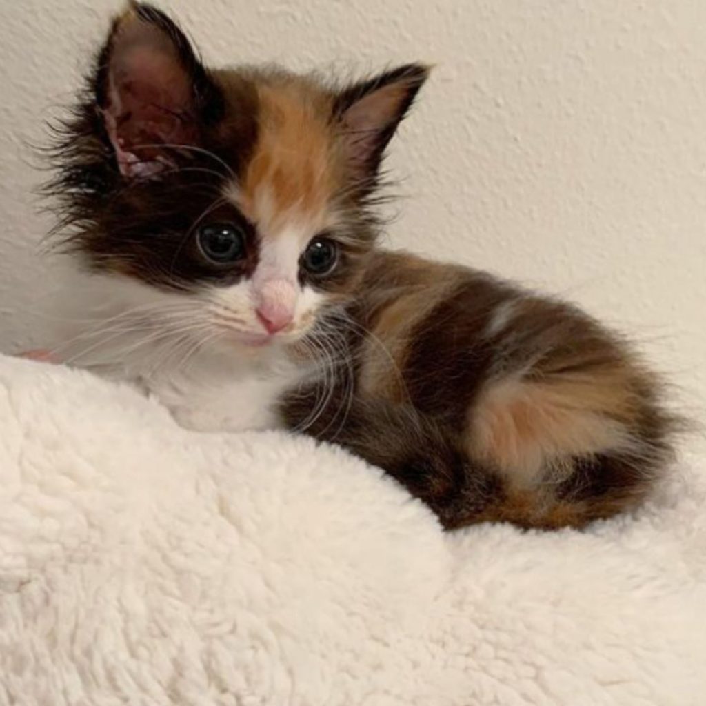 a sad cat with a downcast look on a white blanket