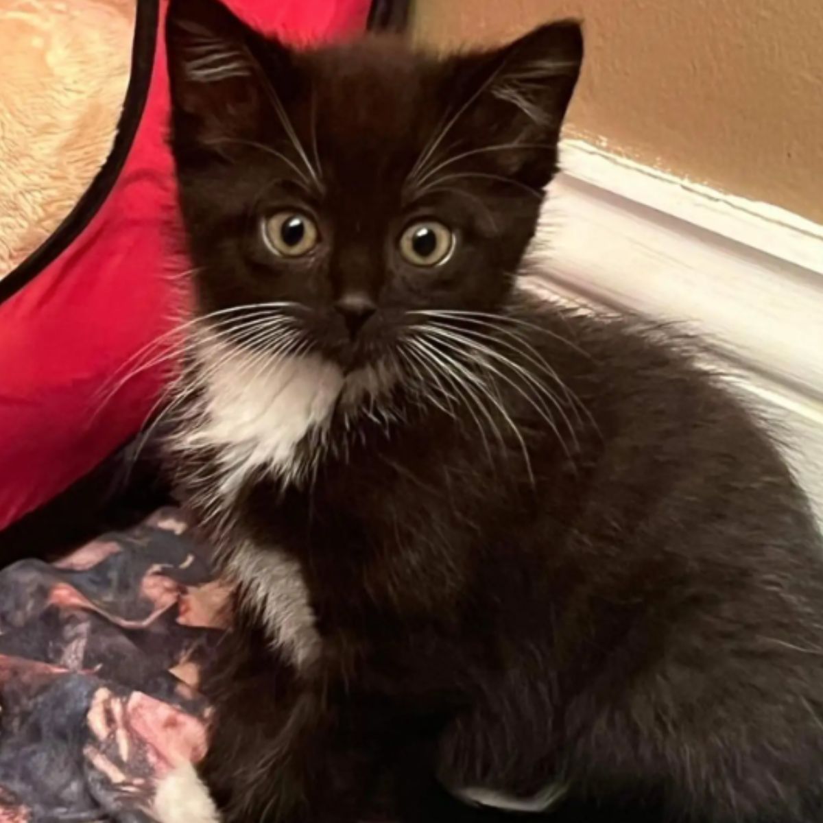 black tiny kitten