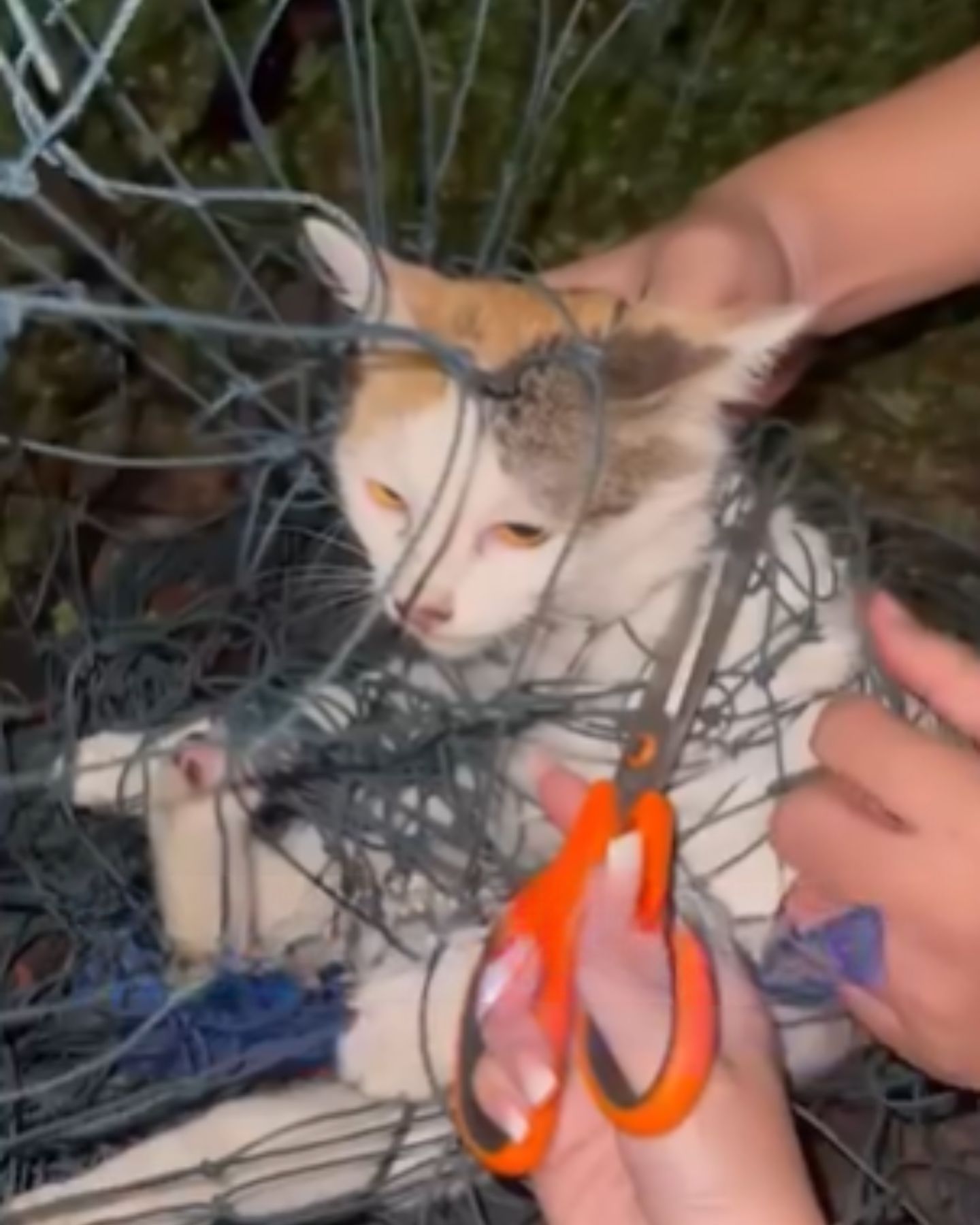 cat getting help