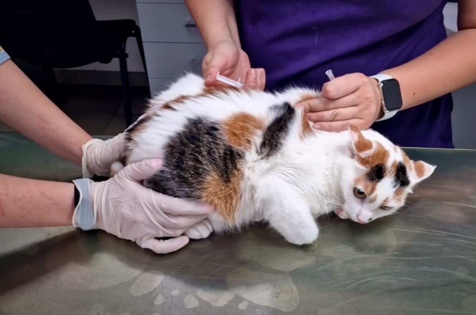 cat getting injections