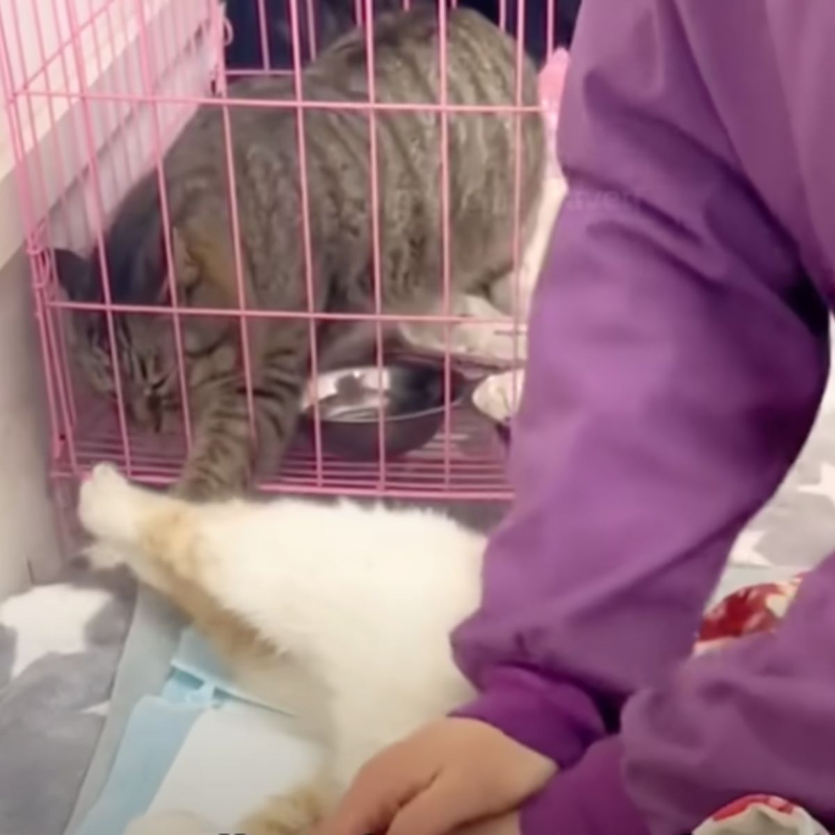 cat in crate touching other cat