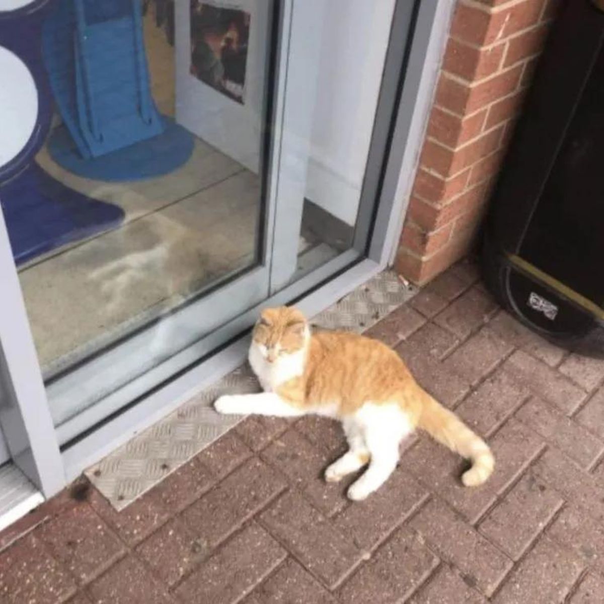 cat laying outside