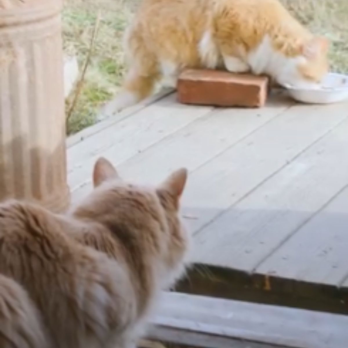 cat looking at another cat