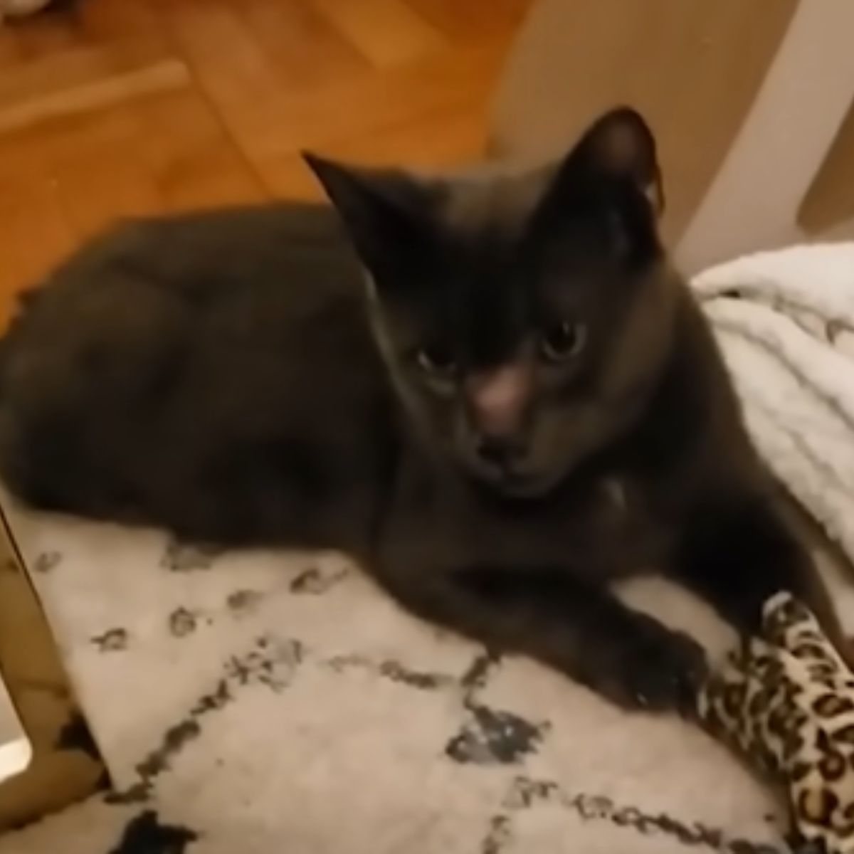 cat lying on carpet