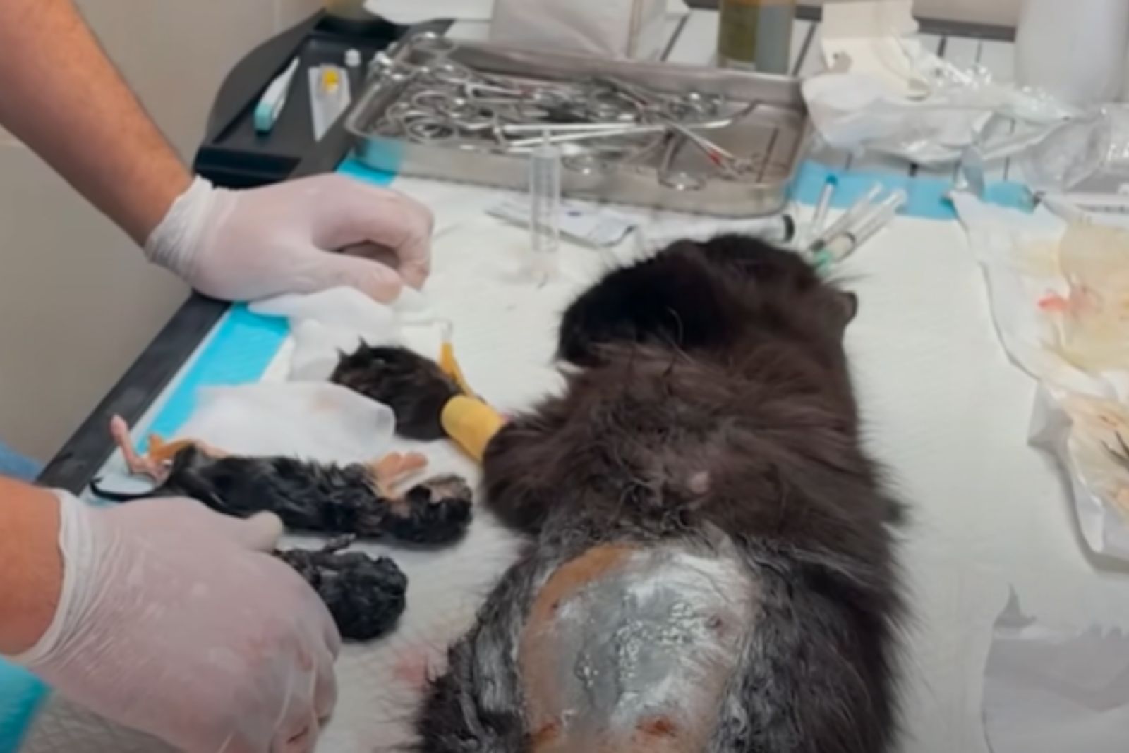 cat lying on vet table