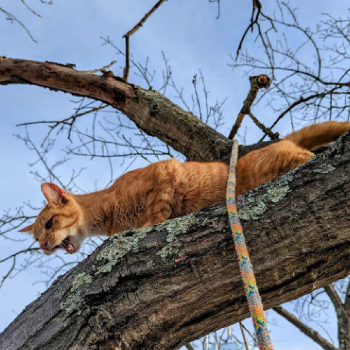 cat on a tree