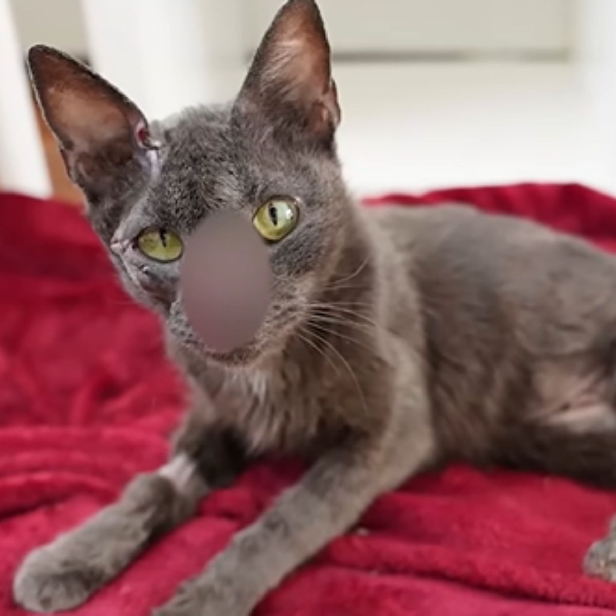 cat on red blanket