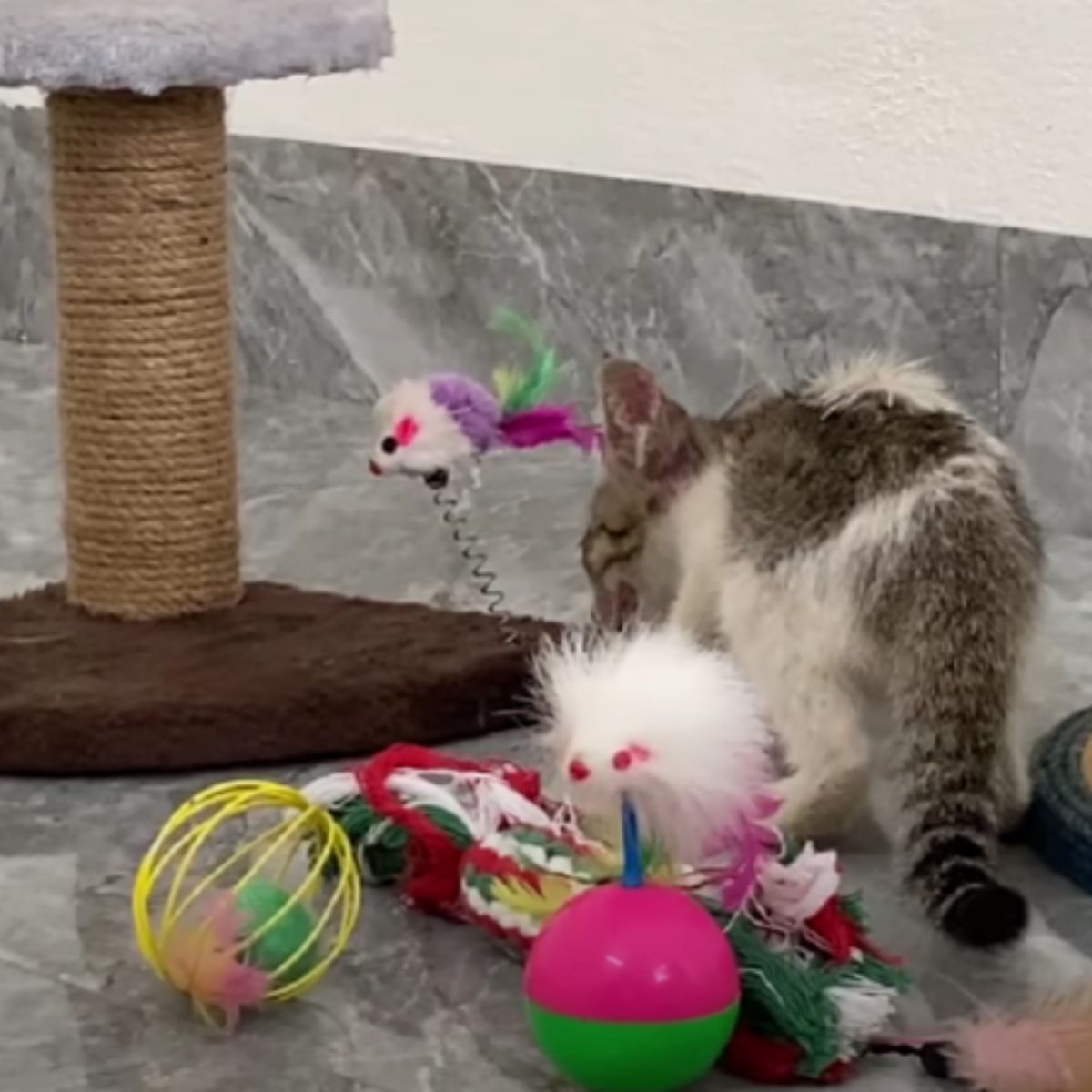 cat playing with toys