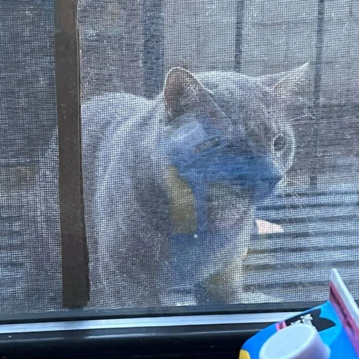 cat spying trough window