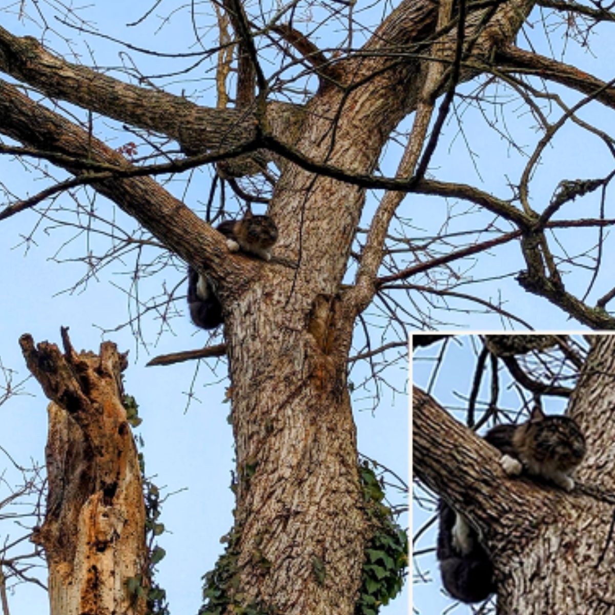 cat stuck on tree