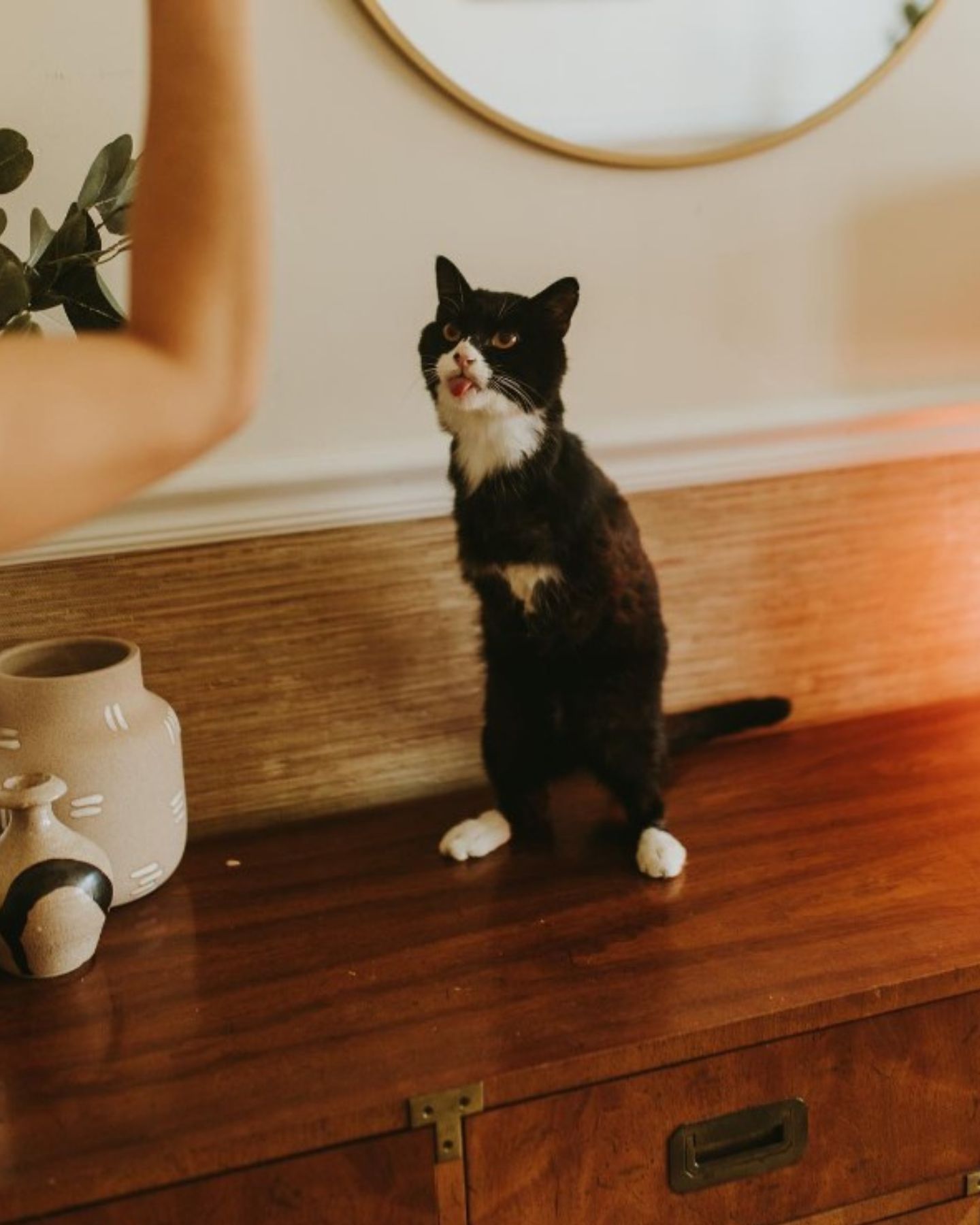 cat with two legs on wooden shelf