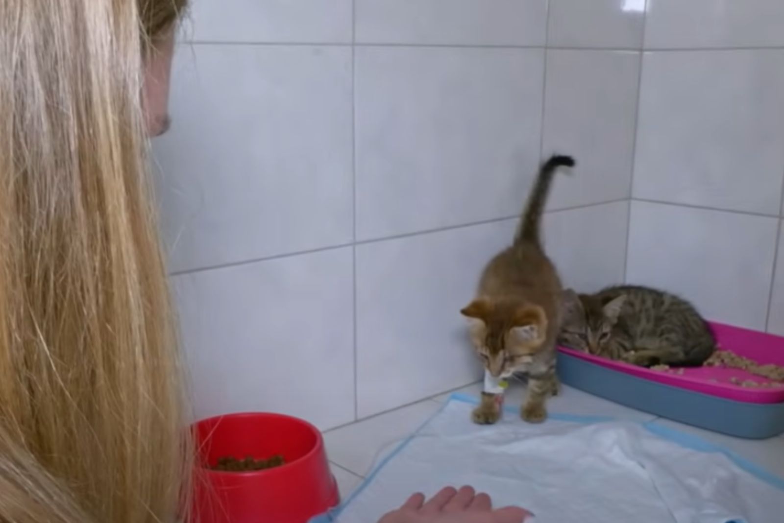 cats at veterinarinas on the table