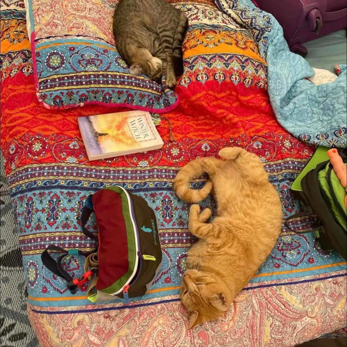 cats lying on bed