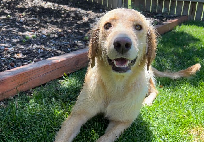 cheerful dog in the yard