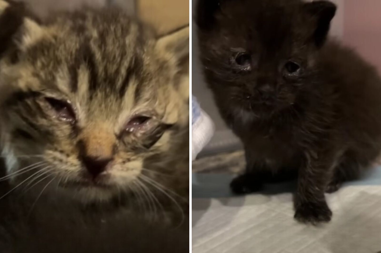 close-up photo of kittens with infected eyes